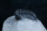 Small Gerastos Trilobite From Morocco #2078-1